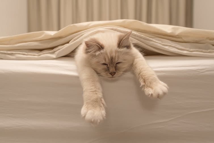 Sleeping cat on a bed stretching his arms out from beneath the cover of a bedsheet.