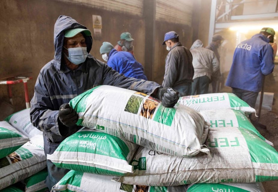 Workers fill bags with fertilizer