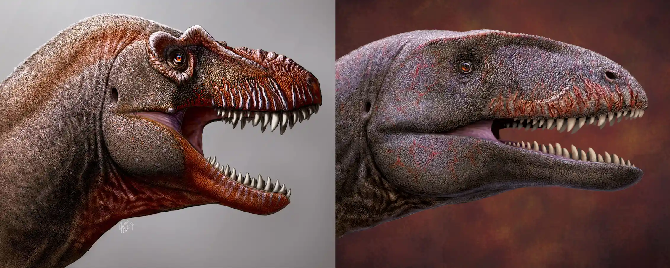 The discovery of two giant dinosaur species solves the mystery of ...