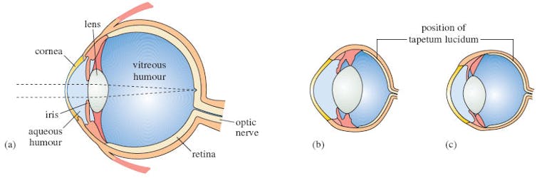 Diagram of the eyes of a human, a lynx and a puma