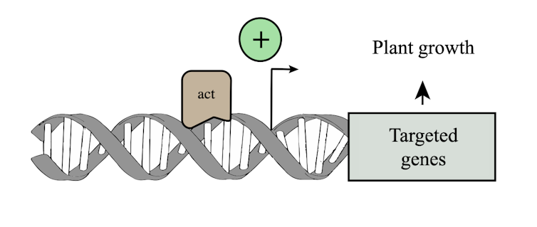 Diagram showing how growth activators can boost gene exptression.