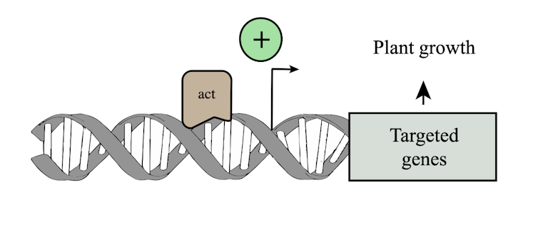 plants growth Diagram showing how growth activators can boost gene exptression.