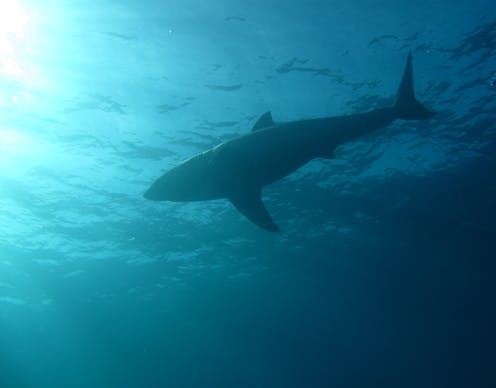 Great white sharks occasionally hunt in pairs - new research sheds light on social behavior of these mysterious predators
