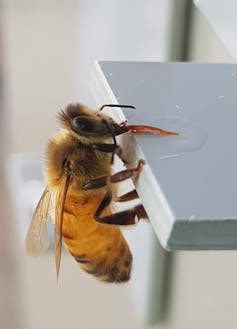 Honeybee standing on a grey plexiglass paltform ridge drinking a clear liquid (sugar water).