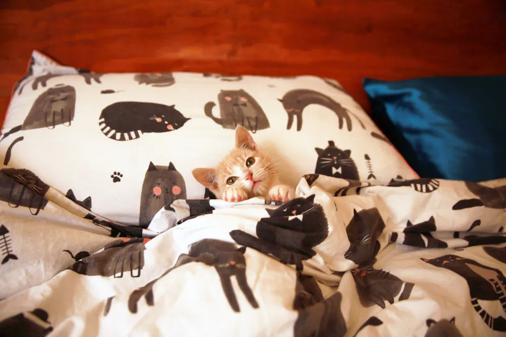 Why does my cat wake me up so early, and what can I do about it?