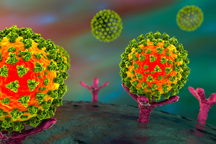 An illustration of SARS-CoV-2.