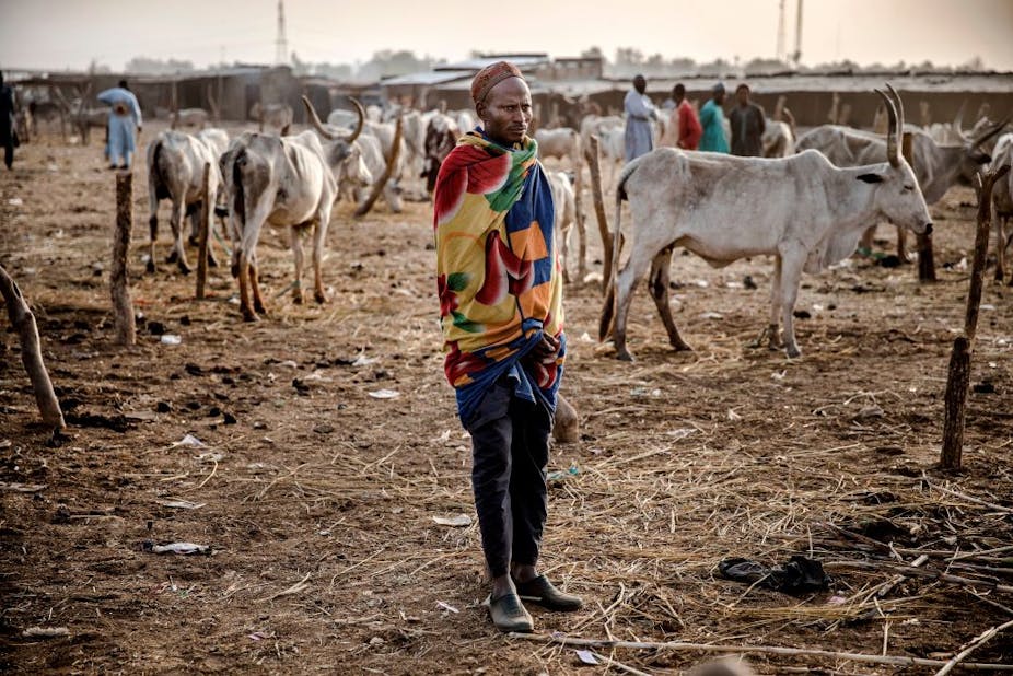 A cattle herder at a livestock market in Ngurore, Adamawa State, Nigeria. He's standing among cows and there are other herders in the background.