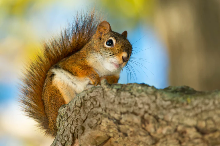 A squirrel perched on a branch