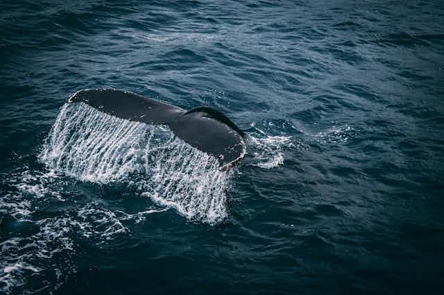 A whale tale in open water