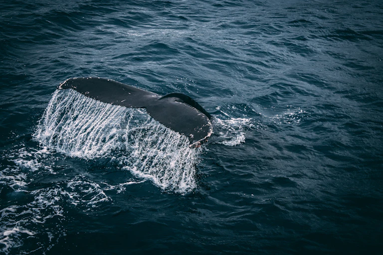 A whale tale in open water
