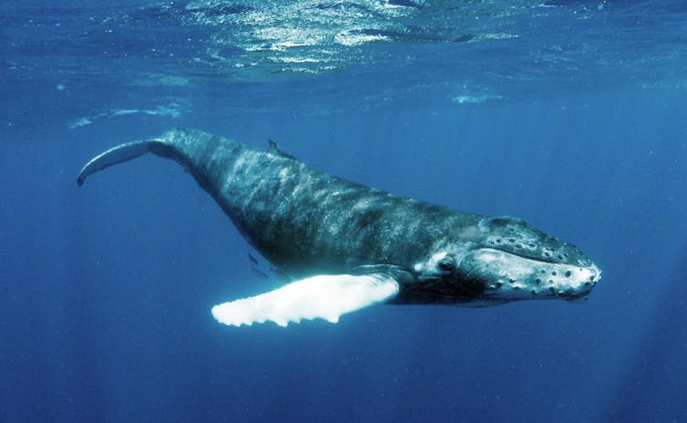 A whale beneath the water's surface