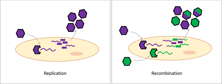 A diagram depicting the process of recombination versus replication.