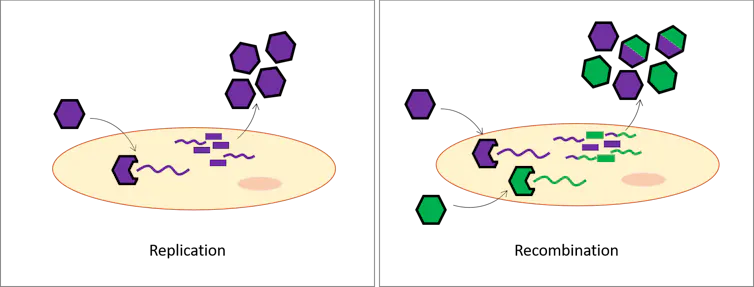 A diagram depicting the process of recombination versus replication.