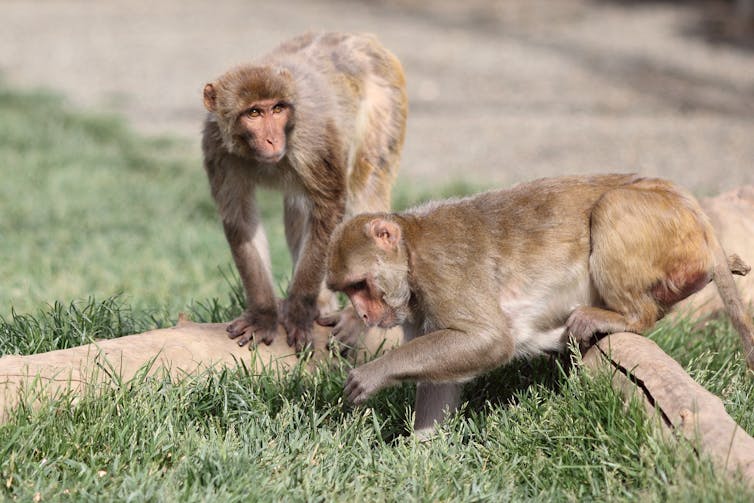 Two small brown monkeys playing in grass.