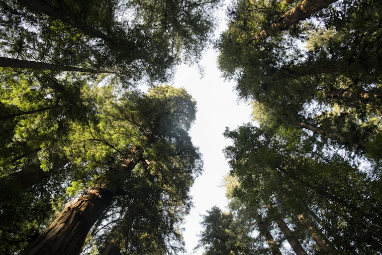View upward from a circle of redwood trees