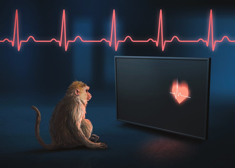 Monkeys can sense their own heartbeats, an ability tied to mental health,  consciousness and memory in humans