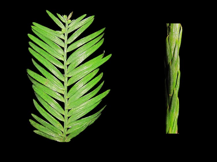 Two types of redwood shoots