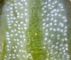 Leaf under a microscope, covered with white dots.