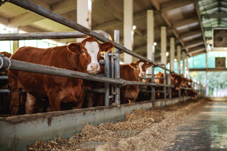 An array of beef cattle in a farm house.