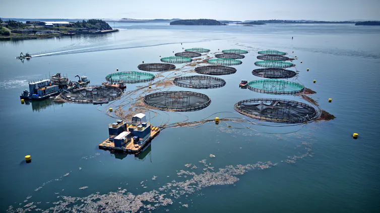 An aquaculture shot from above.