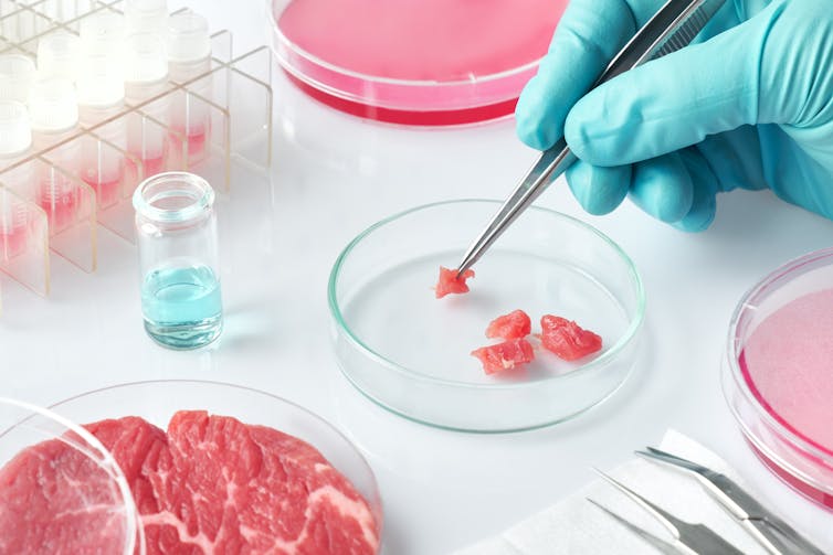 A close up of lab grown meat production.