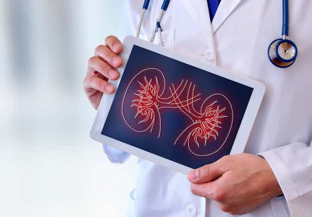 A person in a white lab coat with a stethoscope around their neck holds a tablet with an illustration of kidneys on it