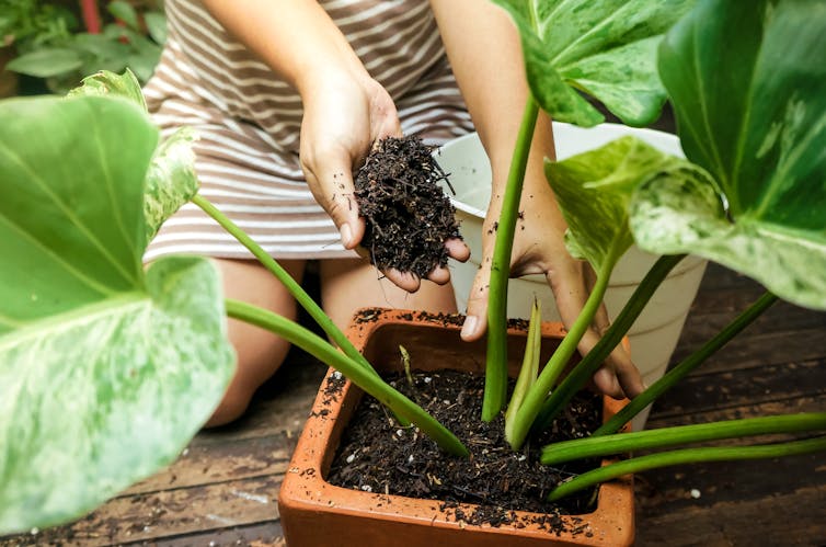 woman puts handful of dirt into plant pot