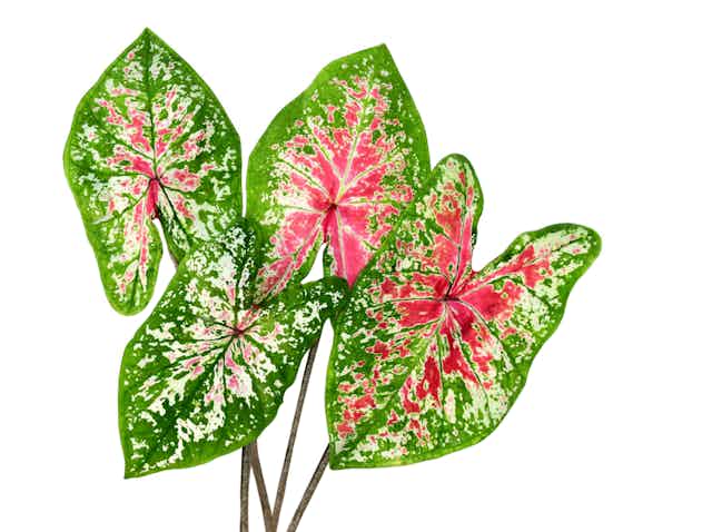leaves of green, white and red