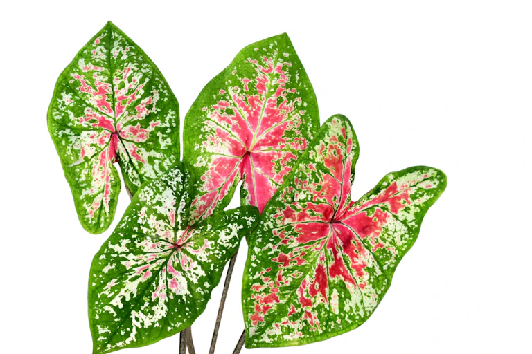 leaves of green, white and red