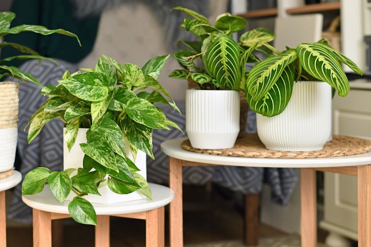 two indoor variegated plants in pots