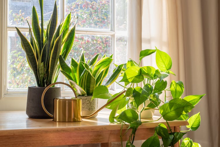 plants on sun-drenched windowsill