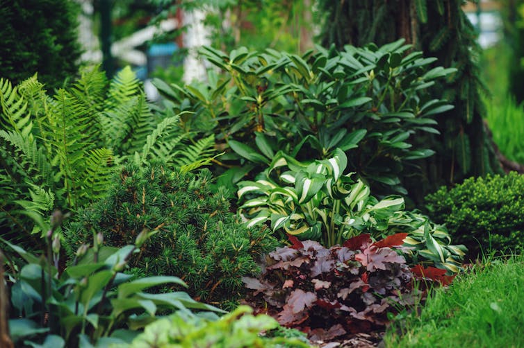 green and purple plants in garden