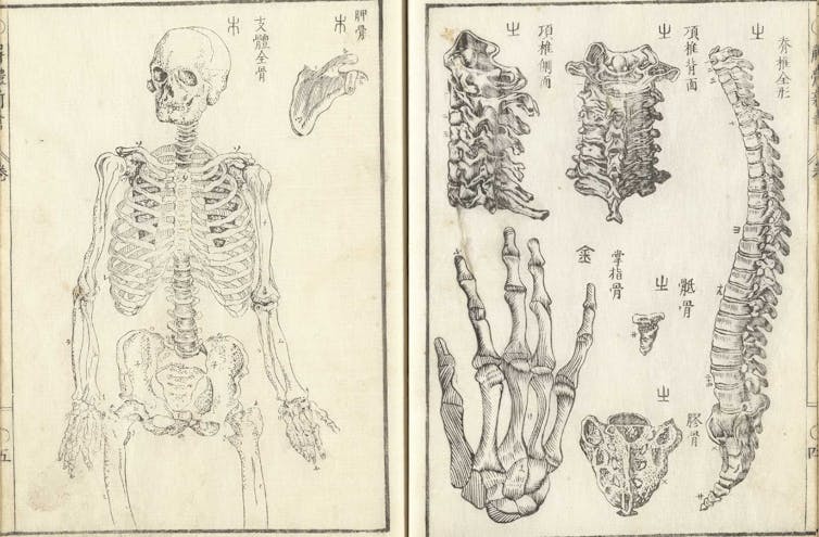 Drawing of human anatomy