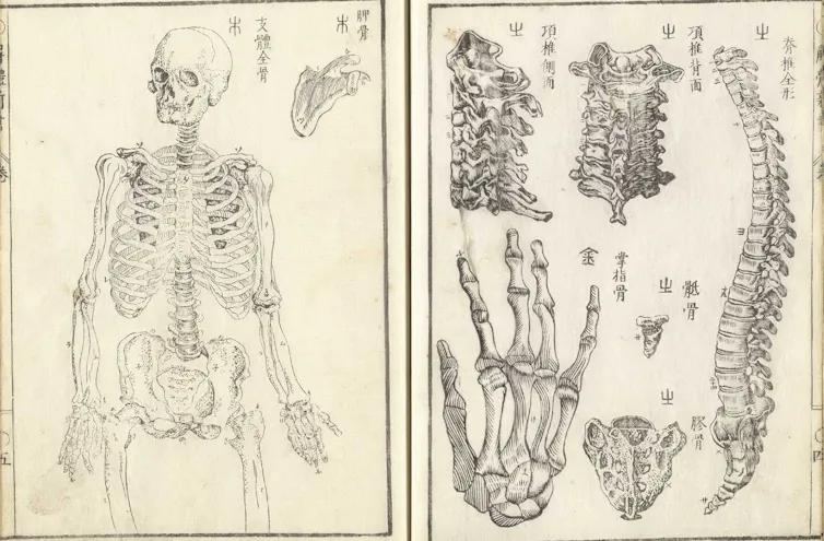 Drawing of human anatomy