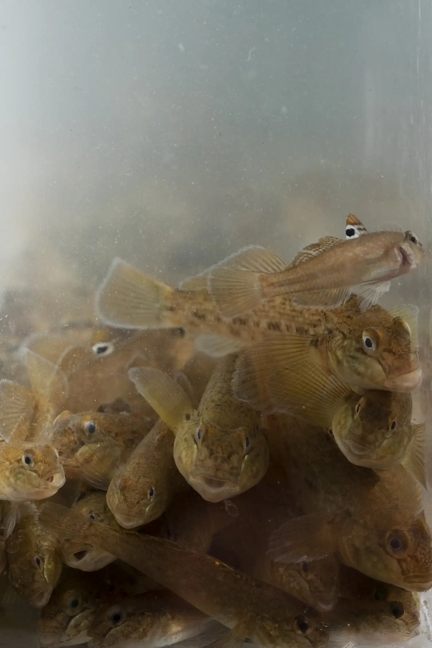St. Lawrence River zones that are hostile to invasive species can be ...