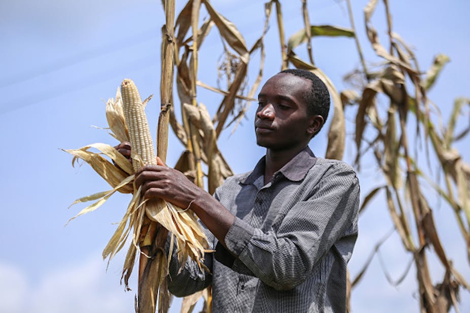 A farmer harvesting maize in Kericho, Kenya