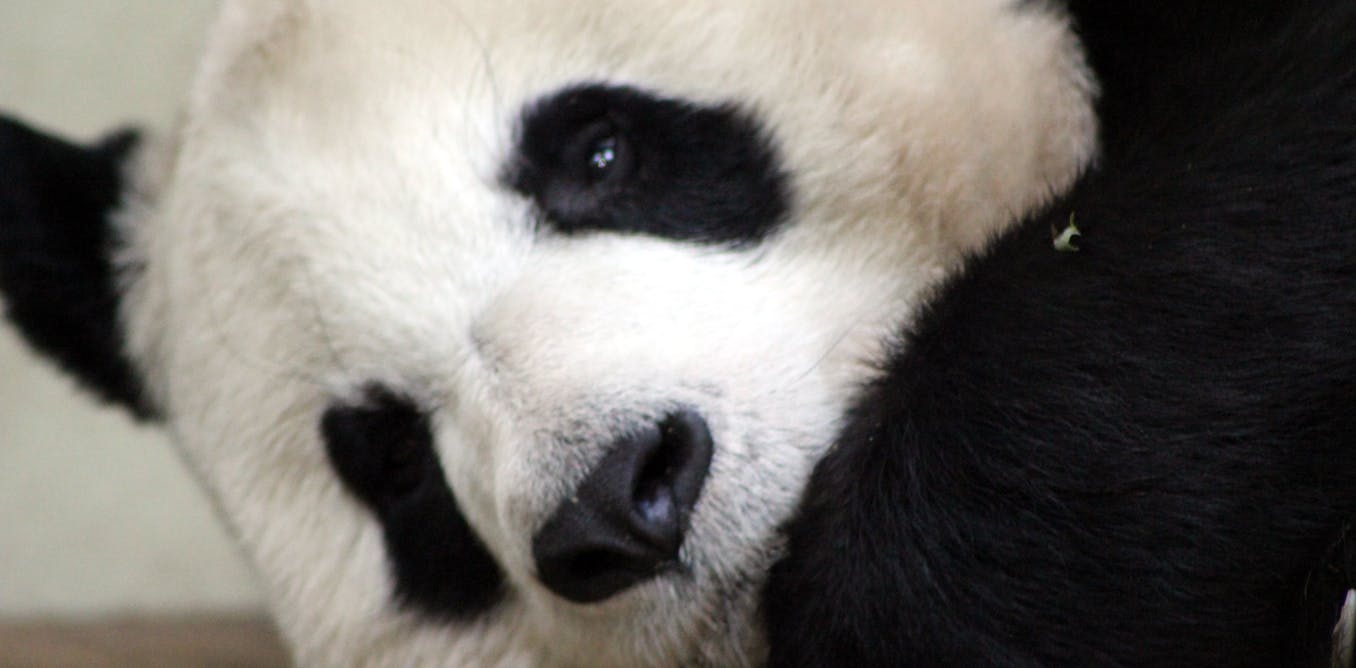 Panda sutra – the ups and downs of getting grumpy bears to have sex
