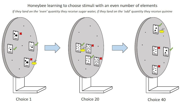 Image shows a schematic of a honeybee being shown an array of odd vs. even quantities on a circular screen in three different trials.