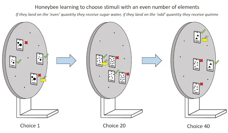 Image shows a schematic of a honeybee being shown an array of odd vs. even quantities on a circular screen in three different trials.