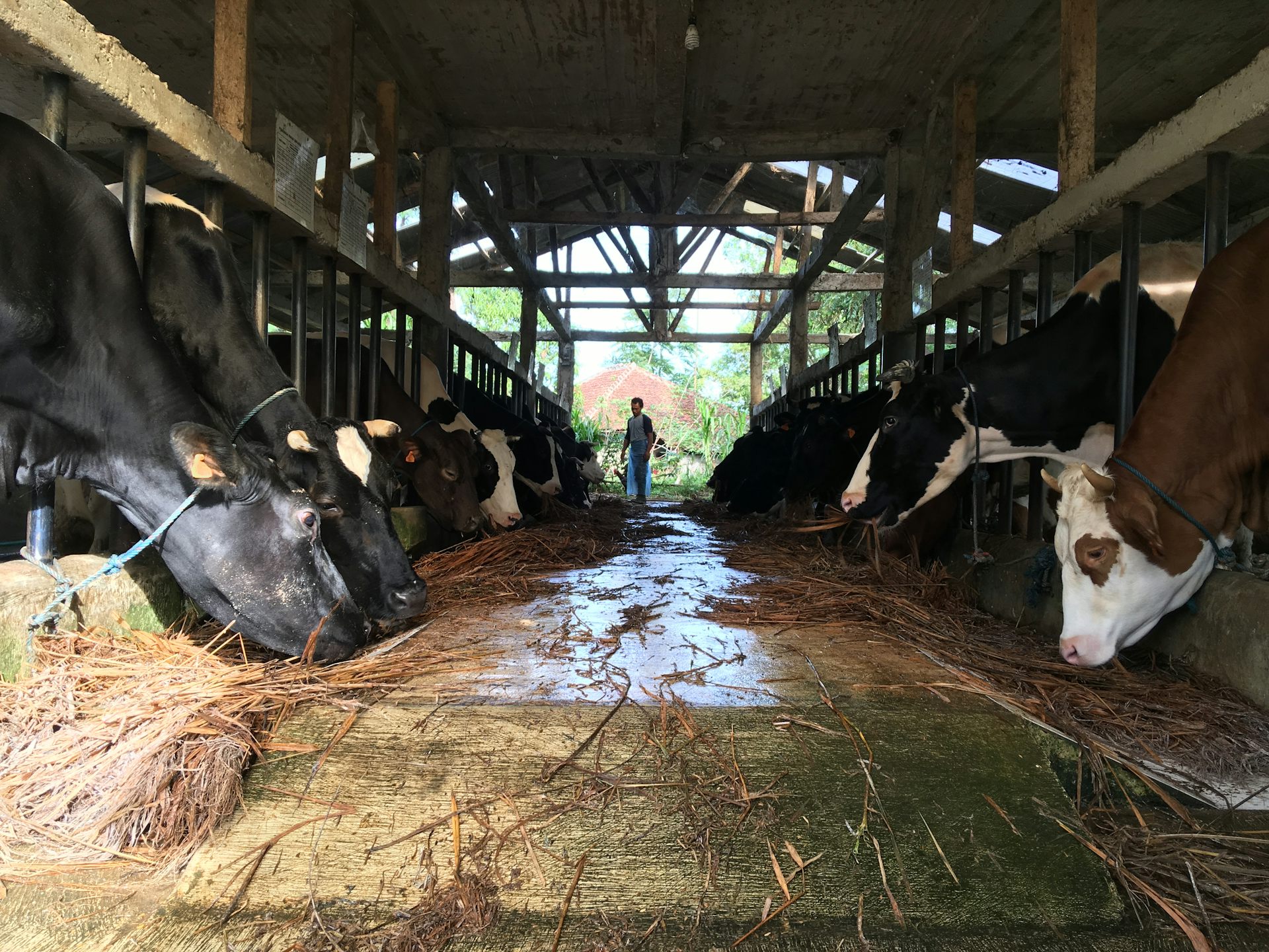 Rencana Indonesia swasembada susu perlu hati-hati agar tak membebani emisi bumi