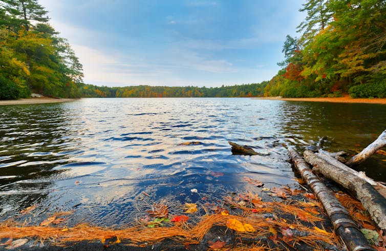 Walden Pond, in Massachusetts, US.