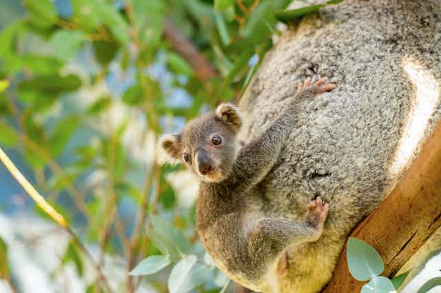 joey koala on mother