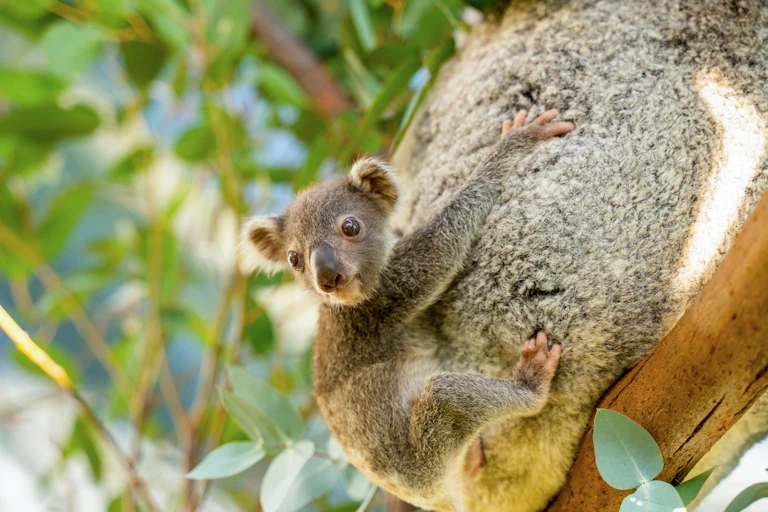 joey koala on mother