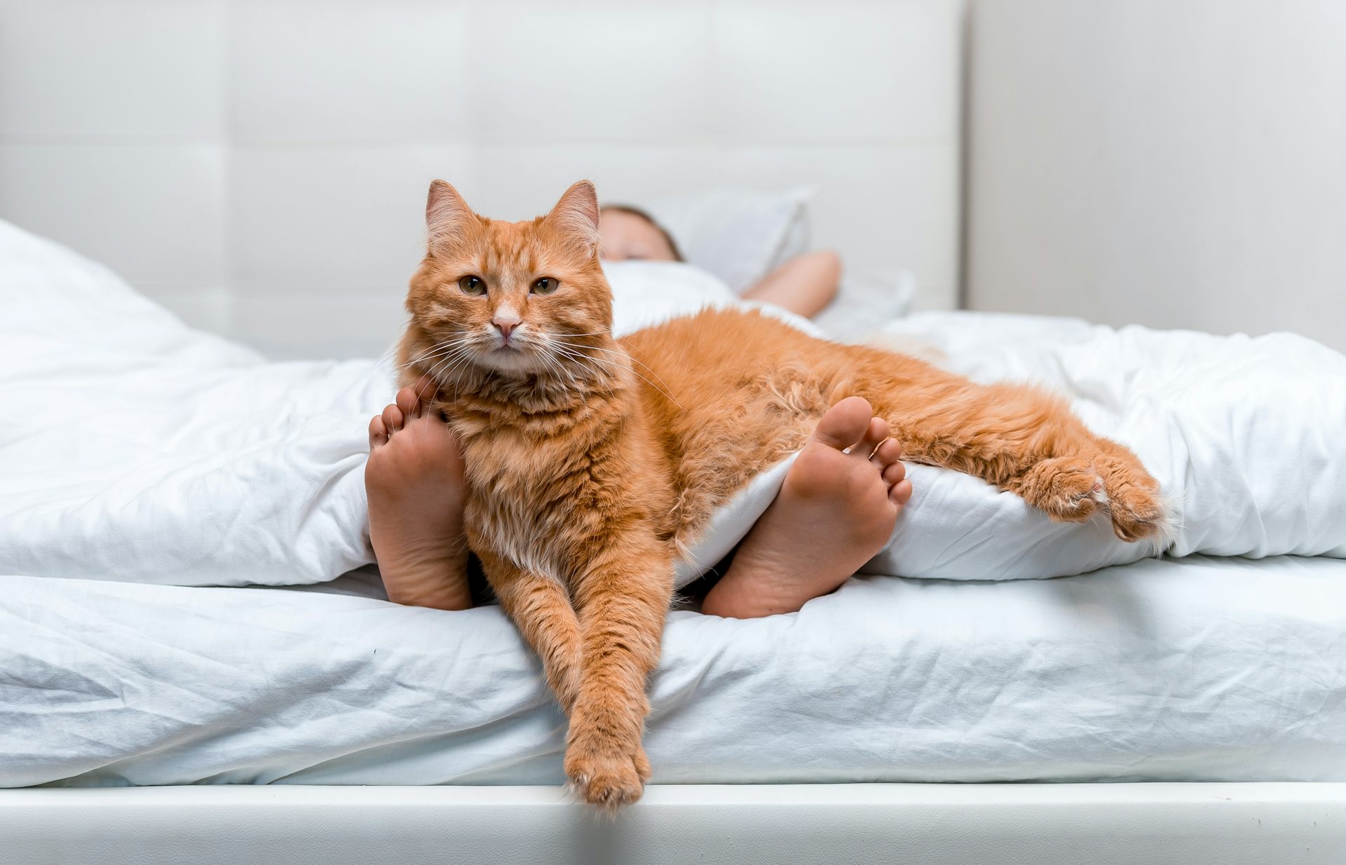 How to stop cat scratching at clearance bedroom door