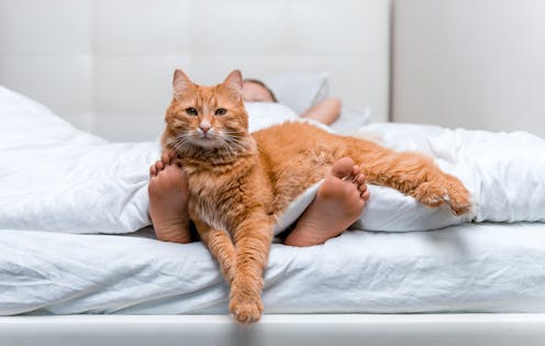 Why does my cat wake me up so early, and what can I do about it?