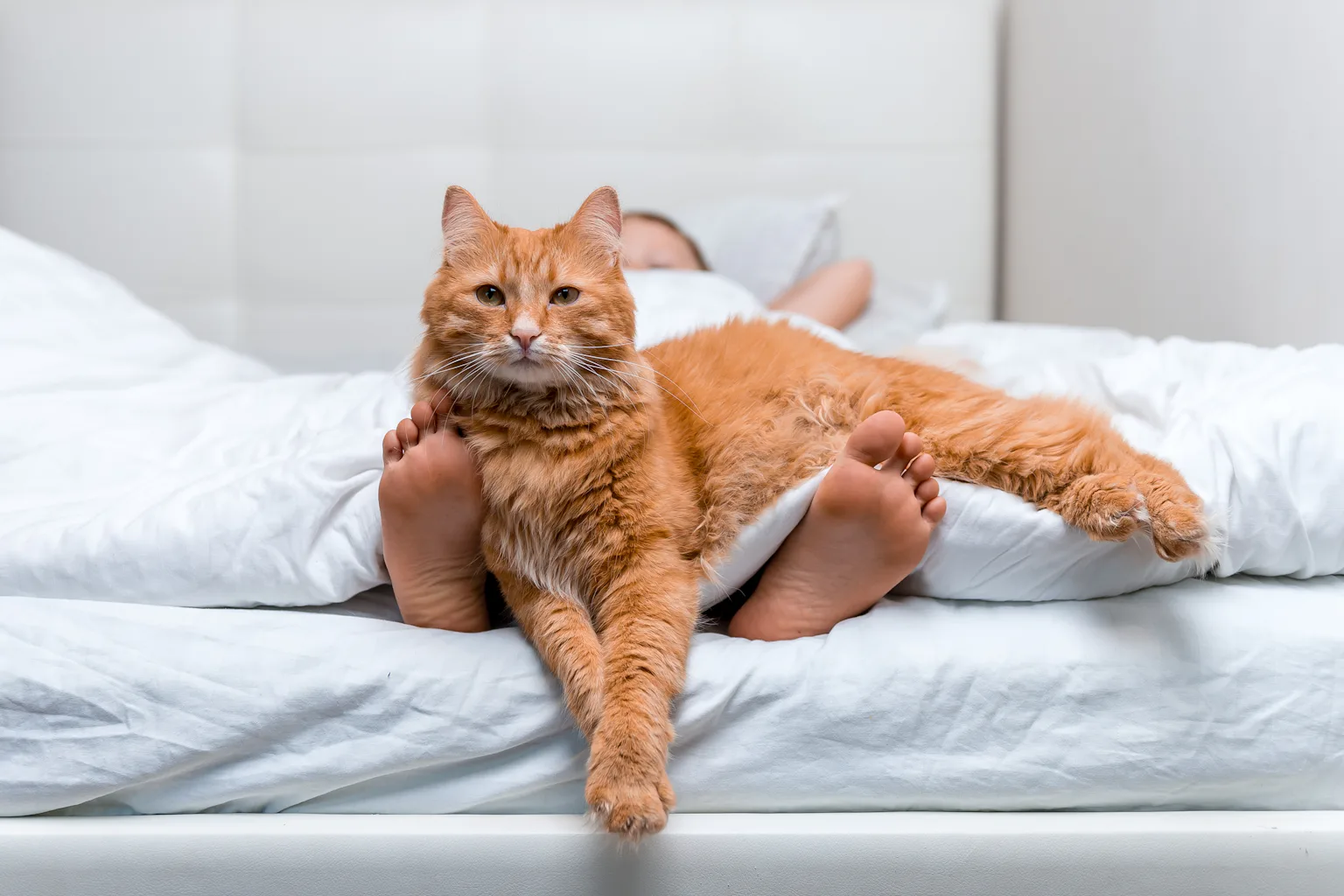 Why does my cat wake me up so early, and what can I do about it?