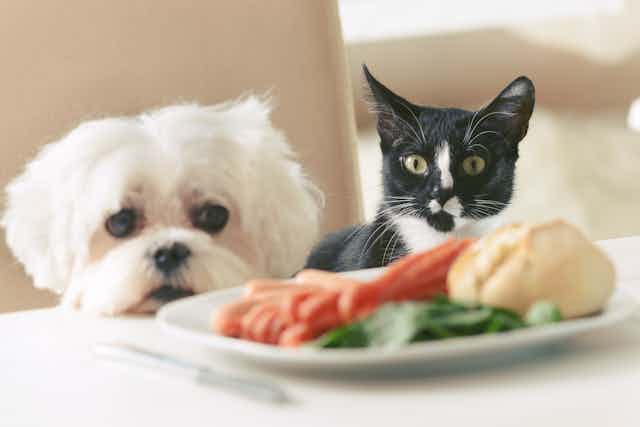 Small white dog and black and white cat sitting looking at a plate of vegetables on a table