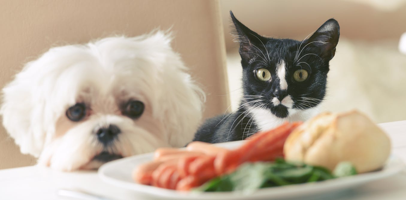 Four top tips to help your pets stay lean and healthy