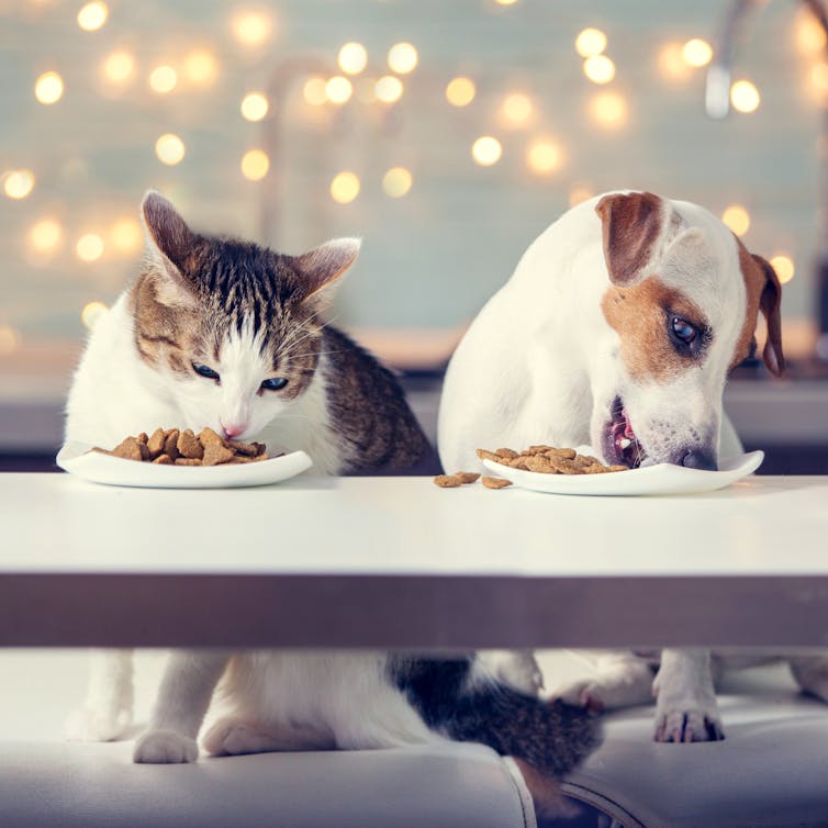 Dog and cat side by side, both eating food happily from bowls on a table
