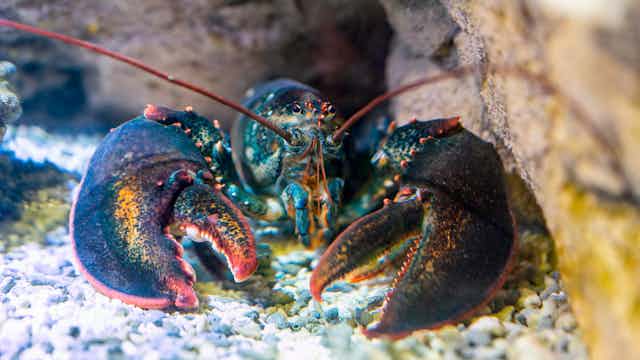 A lobster in an aquarium.